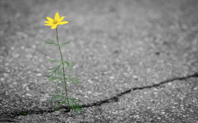 PERSISTENCE